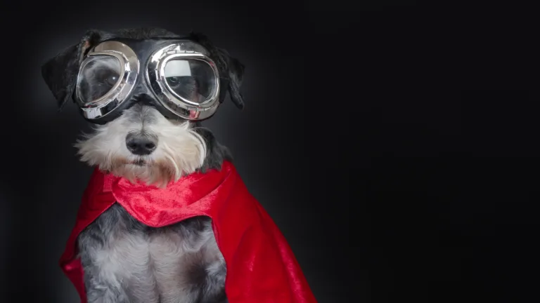 Canine super hero